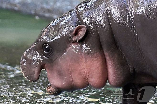 15일(현지시간) 피그미 하마 무뎅이 태국 촌부리주 카오키어우 동물원에서 돌아다니고 있다. 2024.09.15 ⓒ AFP=뉴스1 ⓒ News1 정지윤 기자