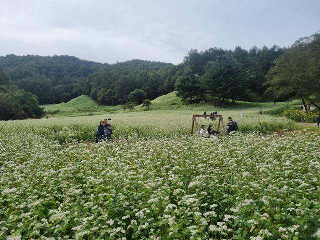 25일 충북 청주시 상당구 낭성면 추정리 메밀밭을 찾은 관광객들이 눈꽃처럼 새하얀 메밀꽃을 즐기고 있다. 3만㎡에 이르는 메밀밭에선 산속 작은음악회, 토종벌 생태체험, 도예 전시, 시골장터 등 다양한 이벤트가 진행된다. 청주= 한덕동 기자