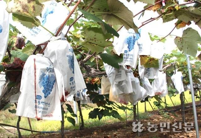 40여일 넘는 고온과 열대야에 이어 곧바로 폭우까지 내리면서 경북 상주시 화동면 한 포도밭에 열과가 발생해 봉지로 포도즙이 흘러내리고 있다.