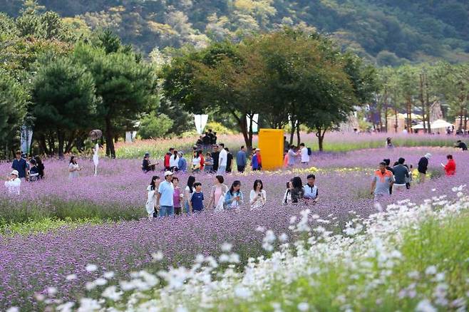 작년 '인제 가을꽃축제' 모습. ＜사진제공=인제군청＞