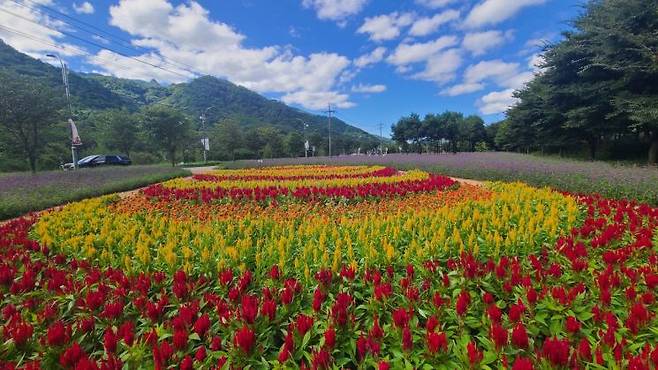 9월28일부터 관람객을 맞을 올해 '인제가을꽃축제' 현장 모습.＜사진제공=인제군청＞