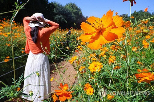 완연한 가을 날씨가 이어진 25일 서울 송파구 올림픽공원 들꽃마루에서 한 시민이 황화코스모스 사이로 산책하고 있다. [연합뉴스]