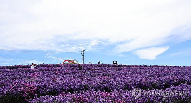 감악산의 보랏빛 가을 (거창=연합뉴스) 박정헌 기자 = 25일 오전 경남 거창군 감악산 별바람언덕에 보라색 아스타 국화꽃이 피어 있다. 2024.9.25 home1223@yna.co.kr