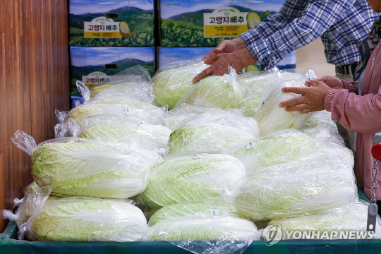 8월 폭염 영향으로 배추 등 채소가격 고공행진이 이어진 지난 24일 오전 서울 서초구 하나로마트 양재점에서 시민들이 배추를 고르고 있다. [연합뉴스]