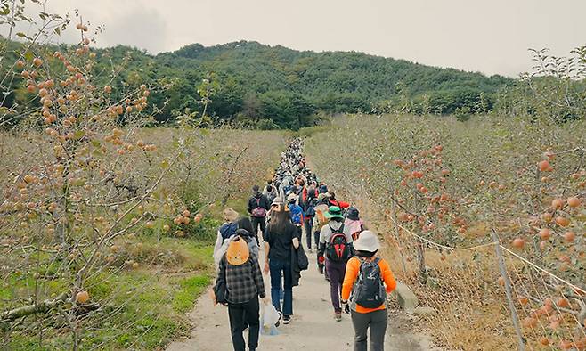 지난해 열린 제1회 백두대간 가든하이킹 참여자들이 국립백두대간수목원 사과밭 길을 걷고 있다. 한국수목원정원관리원 제공