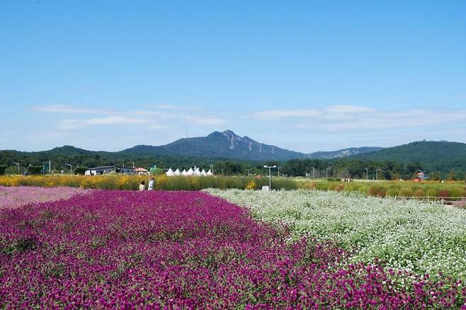 28일 양주 천만송이 축제가 열리는 나리농원에 많은 시민이 찾아 축제를 즐기고 있다. ＜사진=양주시＞