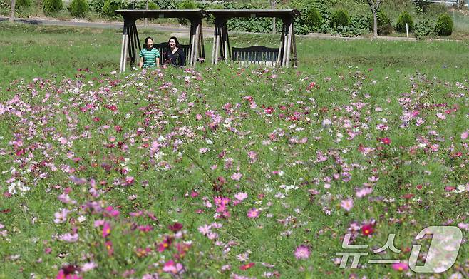 (대전ㆍ충남=뉴스1) 최형욱 기자 = 29일 대전·충남은 대체로 맑은 가운데 낮과 밤의 기온차가 10도 내외로 클 것으로 예보됐다. 대전 대덕구 장동만남공원 일원에 코스모스가 만개해 있다. /뉴스1 ⓒ News1 김기태 기자