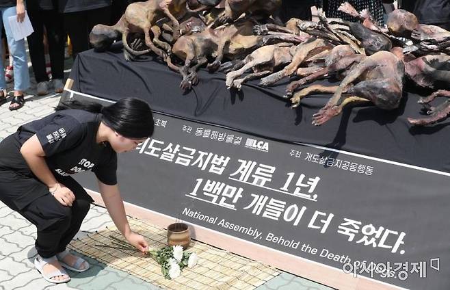 2019년 서울 여의도 국회 앞에서 열린 '복날추모행동' 집회에서 한 참가자가 복날 희생된 개들을 추모하며 국화꽃을 놓고 있다. /문호남 기자 munonam@