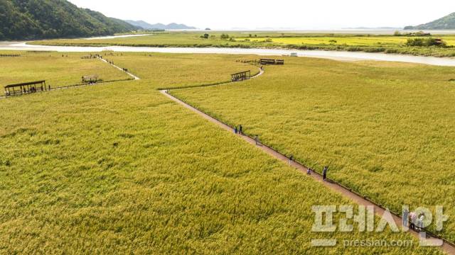 ▲순천만 습지 갈대군락ⓒ순천시