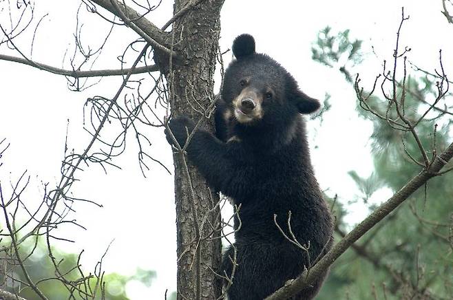 [세종=뉴시스] 반달가슴곰. (사진=환경부 제공). 2024.10.01. photo@newsis.com *재판매 및 DB 금지