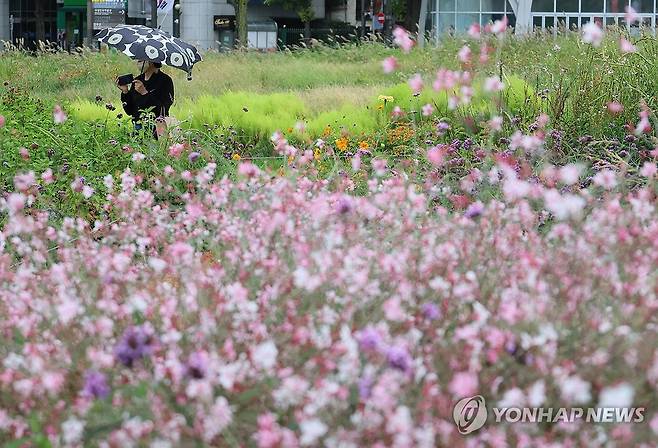 가을담기 (서울=연합뉴스) 이정훈 기자 = 전국으로 비가 내린 1일 서울 종로구 열린송현녹지광장에서 한 시민이 코스모스를 카메라에 담고 있다. 2024.10.1 uwg806@yna.co.kr