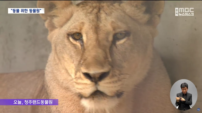 스크린샷(1113).png 시멘트 우리 비우자 관람객 늘어.. "동물 위한 동물원"