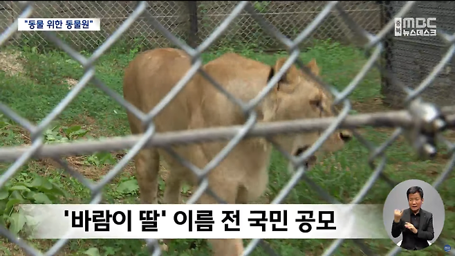 스크린샷(1116).png 시멘트 우리 비우자 관람객 늘어.. "동물 위한 동물원"