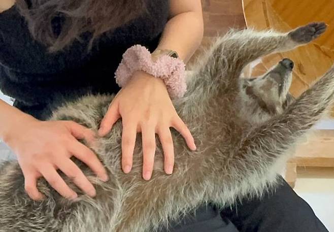 2022년 12월 개정된 ‘야생생물 보호 및 관리에 관한 법률’(야생생물법)이 지난 5월부터 시행돼 그동안 별다른 법적 규제가 없었던 야생동물 카페의 야생동물을 이용한 체험이 금지됐지만, 당국의 관리·감독 미비로 이전과 달라진 것이 없다는 것이 동물복지문제연구소 어웨어 측의 설명이다. 어웨어 제공