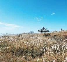 가을 비슬산에 오르면 은빛 억새가 반겨준다.