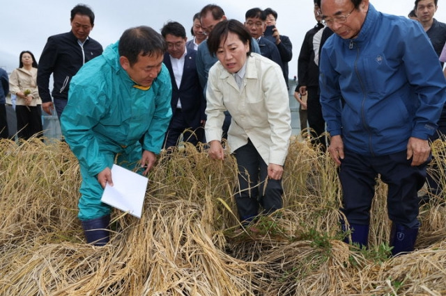 송미령 농림축산식품부 장관(가운데)이 1일 전북 임실의 벼멸구 피해현장을 방문, 심민 임실군수(오른쪽) 등과 피해를 입은 벼를 살펴보고 있다. 농림축산식품부 제공.