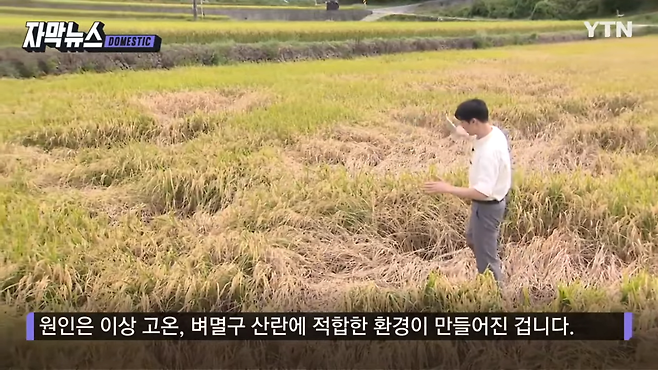 스크린샷(1619).png 수확 앞두고 \'절망\'...중국발 해충 창궐에 사라진 논밭