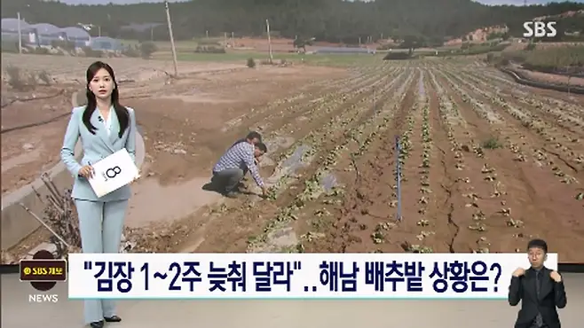 김장 배추 수급 대란 해결책 나왔다