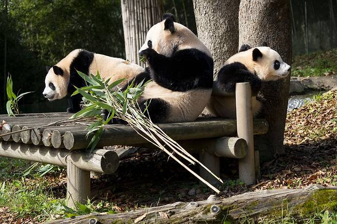 The Everland pandas enjoy a day out in the sun on Thursday. From left: Rui Bao, Ai Bao and Hui Bao [EVERLAND]