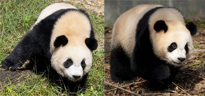 The Everland pandas enjoy a day out in the sun on Thursday. From left: Rui Bao and Hui Bao [EVERLAND]