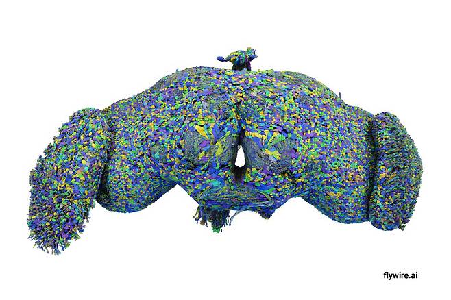 초파리 성체 뇌에는 모두 13만 9255개의 뇌세포가 있다. 세포 내 활동은 감각 인식부터 의사 결정, 비행과 같은 행동 제어까지 주도한다. 이들은 5000만개가 넘는 시냅스로 연결돼 있다.(사진=프린스턴대)