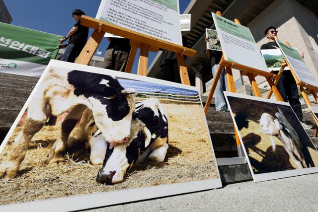 동물보호단체들이 4일 서울 종로구 세종문화회관 계단에서 동물의 권리와 복지를 고민하는 '더 나은 인간-동물 관계를 위한 보금자리 선언' 기자회견을 하고 있다. 뉴시스