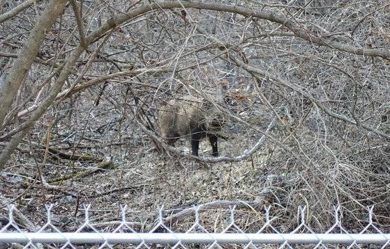 산에서 포착된 야생멧돼지의 모습. [중앙포토]