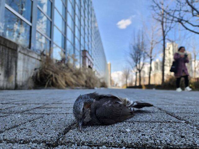 투명 유리창 충돌로 죽어 있는 흰목물떼새가 2024년 2월 송파에서 발견됐다. 네이처링