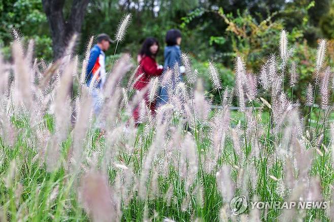 수크령 핀 한강공원 (서울=연합뉴스) 서대연 기자 = 완연한 가을 날씨를 보인 3일 오후 서울 서초구 잠원한강공원에 수크령이 피어있다. 2024.10.3 dwise@yna.co.kr