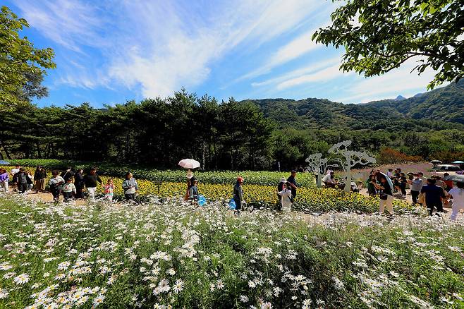 5일 강원 인제군 북면 용대관광지 일대에서 열린 ‘가을꽃축제’에서 관광객들이 꽃길을 걸으며 가을 정취를 느끼고 있다. 인제군 제공/연합뉴스