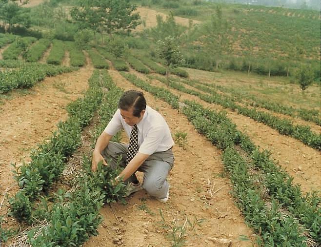 Suh Sung-hwan, the late honorary chairman of Amorepacific, nurturing the green tea fields in Jeju. /Osulloc