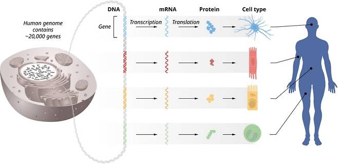 DNA에서 mRNA, 단백질로 이어지는 유전 정보의 흐름./스웨덴 카롤린스카 연구소