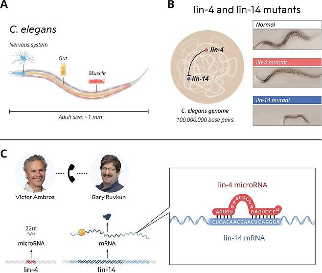 (A) 1억개 염기쌍을 가진 예쁜꼬마선충은 다양한 세포 유형이 어떻게 발달하는지 이해하는 데 유용한 모델 생물이다. (B) 앰브로스와 러브컨은 lin-4와 lin-14 돌연변이 유전자를 연구했다. 앰브로스는 lin-4가 lin-14의 음성 조절인자로 보인다는 사실을 밝혀냈다. (C) 앰브로스는 lin-4 유전자가 단백질을 합성하지 않는 작은 RNA, 즉 마이크로RNA를 코딩한다는 사실을 발견했다. 러브컨은 lin-14 유전자를 복제했고, 두 과학자는 lin-4 마이크로RNA 서열이 lin-14 mRNA의 상보적인 서열과 일치한다는 사실을 알아냈다./스웨덴 카롤린스카 연구소