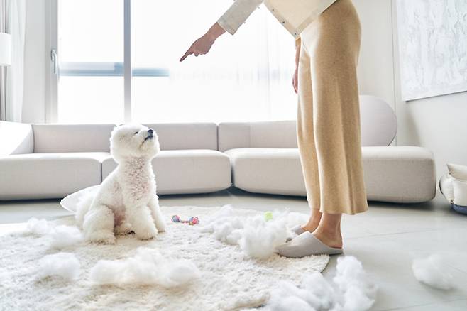 반려동물이 보호자 지시를 따랐을 때만 간식·먹이·산책 등 보상을 주면 통제권을 되찾을 수 있다./사진=게티이미지뱅크