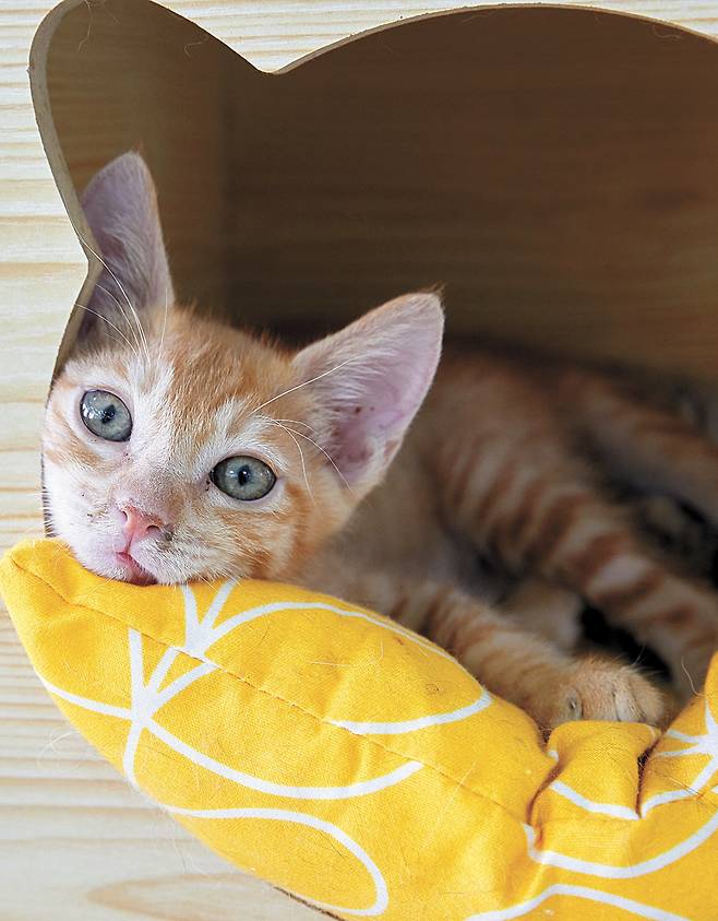 김 탐정이 품종묘이지만 파양된 고양이(앞 사진)와 어미와 떨어진 채 시흥지부 인근에서 울고 있다 구조된 아기 고양이 등 시흥지부에서 새 가족을 기다리는 고양이들을 소개했다.