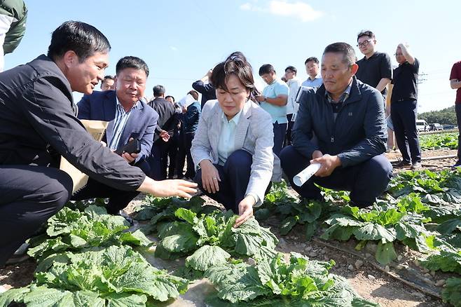 송미령 농림축산식품부 장관이 지난달 29일 전남 해남군 일원의 배추밭을 찾아 김장배추 작황을 점검하고 있다 / 사진 = 농림축산식품부 제공