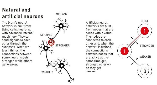 뇌의 신경망은 살아있는 세포인 뉴런으로 구성돼 있다. 첨단 내부 기계를 갖추고 있다. 신경세포 연결부인 시냅스를 통해 서로에게 신호를 보낼 수 있다. 우리가 무언가를 배울 때 일부 뉴런 간의 연결은 더 강해지는 반면 다른 뉴런은 약해진다. 인공 신경망은 다음과 같은 노드로 구축된다. 노드는 서로 연결돼 있으며, 네트워크가 학습되면 동시에 활성화된 노드 간의 연결이 더 강해지며, 그렇지 않으면 약해진다./스웨덴 왕립과학원