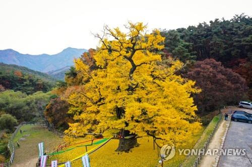 천태산 은행나무 [연합뉴스 자료사진]