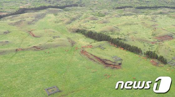 제주시 구좌읍 한 목장에 소들이 풀을 뜯고 있다./뉴스1