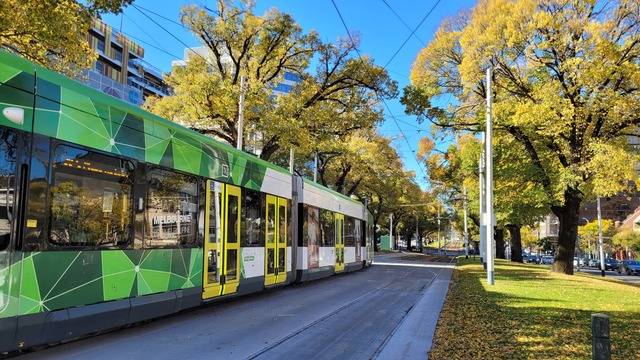 멜버른 시내 트램이 지나고 있다. 시는 수관 폭이 넓은 나무를 심기 위해 화단형 중앙분리대를 적극 활용하고 있다.