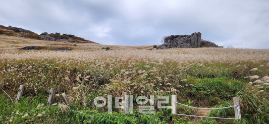 울산 울주군 간월재 억새숲 전경. (사진=국립신불산자연휴양림 제공)