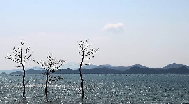 거금도 연소마을에 있는 소나무 세 그루. 박미향 기자