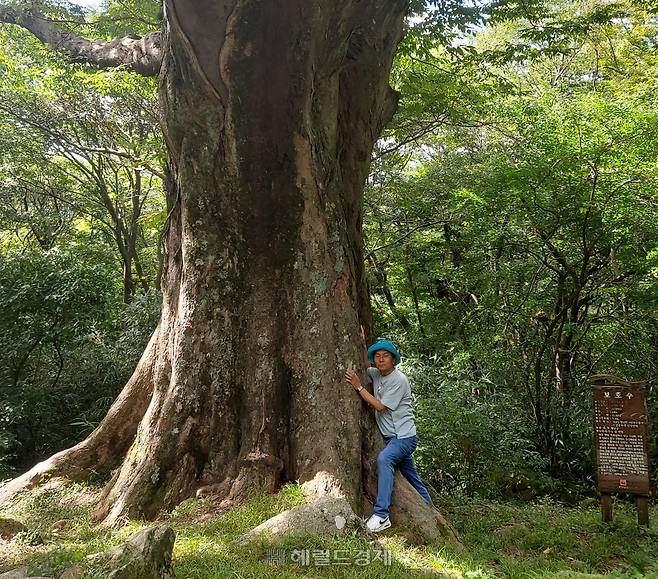 1200~1500년 된 느티나무인 천년수