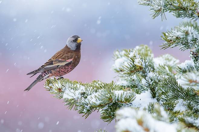 분홍 겨울(Winter Pink)  /Alan Murphy/Bird Photographer of the Year