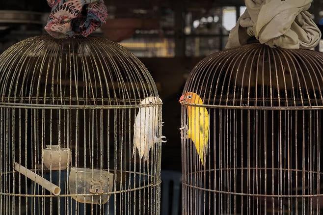 수감자들(INMATES)  /Cheng Kang/Bird Photographer of the Year