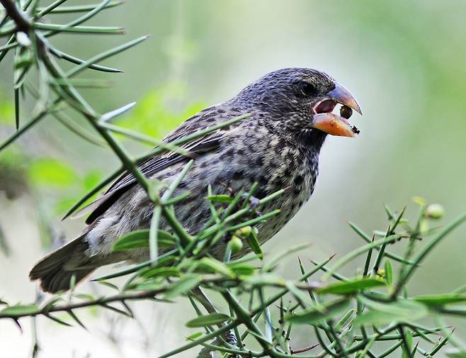 다윗의 중간 땅 핀치(Darwin's medium ground finches) 다윈의 중간 땅 핀치(Darwin's medium ground finches)의 부리는 딱딱한 씨앗의 껍질을 부수도록 진화했다. [Andrew Hendry 제공. 재판매 및 DB 금지]