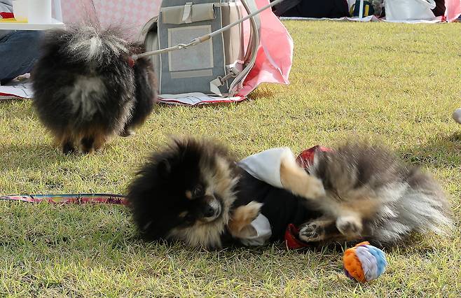 한글날인 9일 서울 종로구 서울공예박물관 앞 야외마당에서 열린 '펫크닉' 프로그램에서 반려견이 반려인들이 직접 만든 장난감 공을 가지고 놀고 있다. /뉴스1