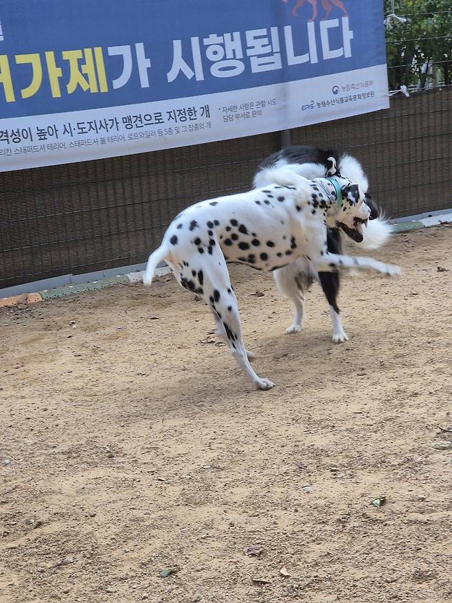 1000002612.jpg 포텐간 브로콜리 보고 올린 브로콜리 보고 올리는