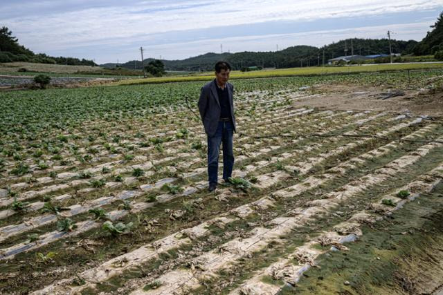 김종주씨가 해남 문내면 배추밭에 서서 말라죽은 배추를 내려다보고 있다. 김씨는 올해 수확량을 예년의 절반 수준으로 내다봤다.