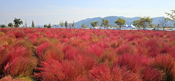 11일 경상남도 의령군 지정면 호국의병의 숲 친수공원 경관 단지에 댑싸리가 만개해 장관을 이루고 있다. [사진=경상남도 의령군]